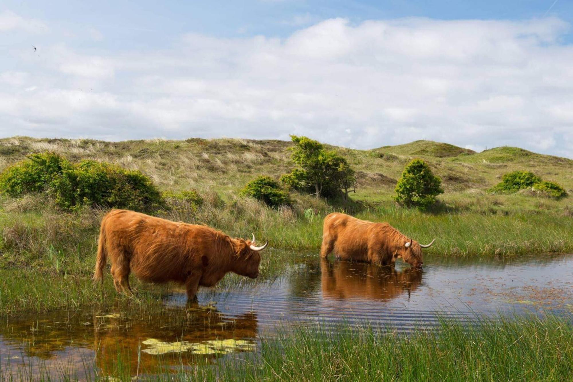 לינה וארוחת בוקר דה קוח Bnb Westerduinen, De Bollekamer מראה חיצוני תמונה